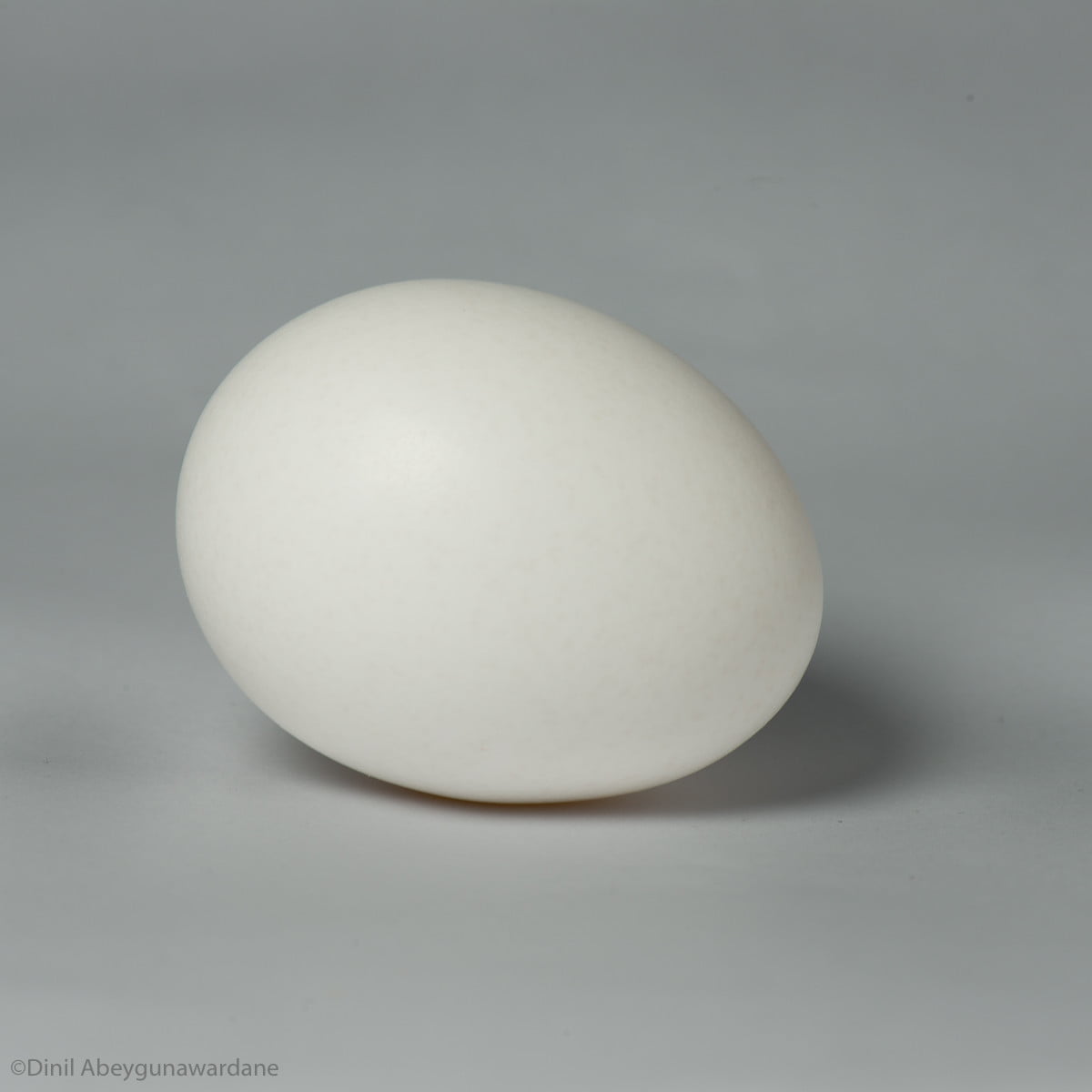 White egg with flatter light