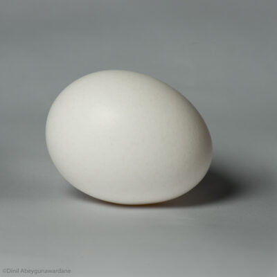 A white egg lit up with a single light source