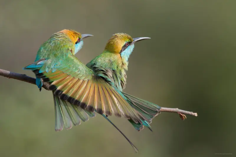Two Green Bee Eaters, perching - Yala National Park, Sri Lanka - Wildlife photography of Birds by Dinil Abeygunawardane