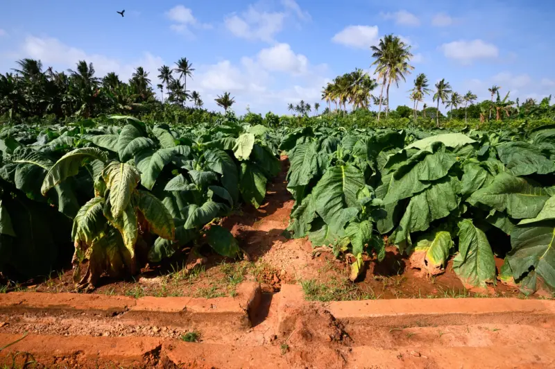 A Tobacco Cultivation - Jaffna, Sri Lanka