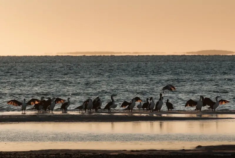 Pied Cormorants - Monkey Mia, Shark Bay, Western Australia